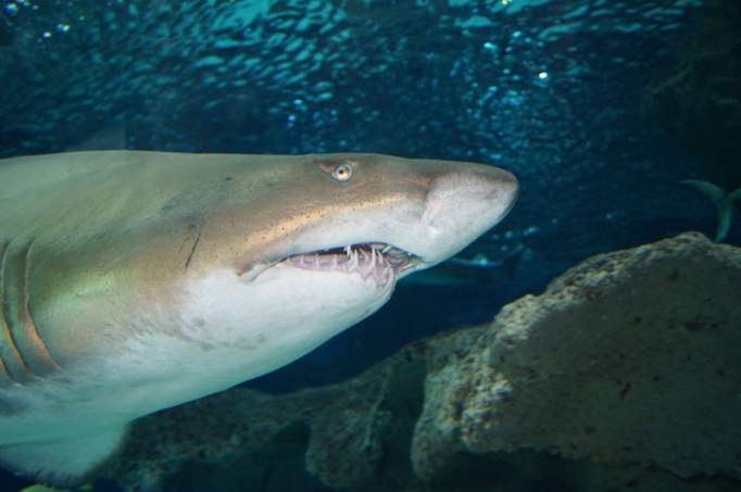 Blue Planet Aquarium - © doatrip.de