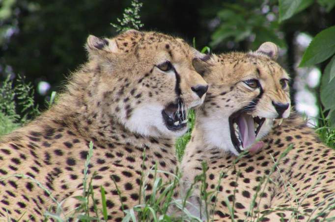 Fota Wildlife Park - © Fota Wildlife Park