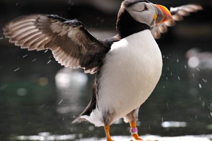 Tierpark Dählhölzli - © RANDO / Tierpark Dählhölzli