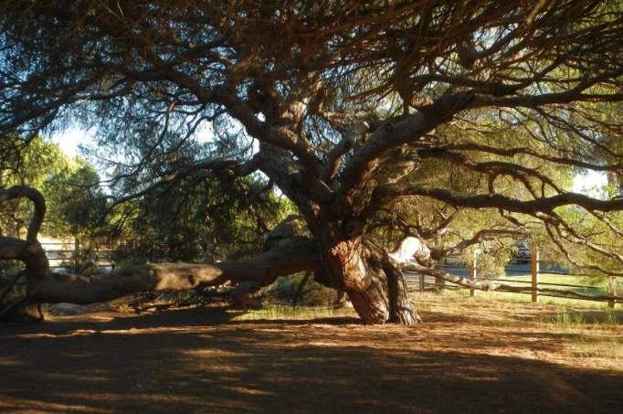 Centenary Pine tree of Mazagón - © doatrip.de