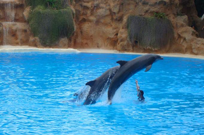 Loro Parque - © doatrip.de