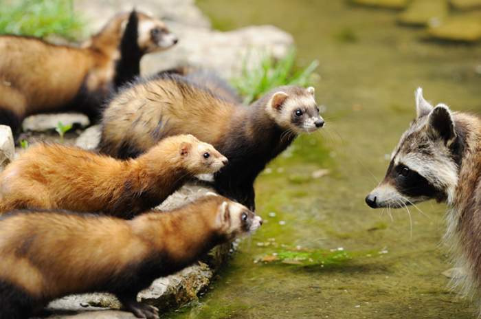 Bad Mergentheim - © Fauna Wildpark GmbH