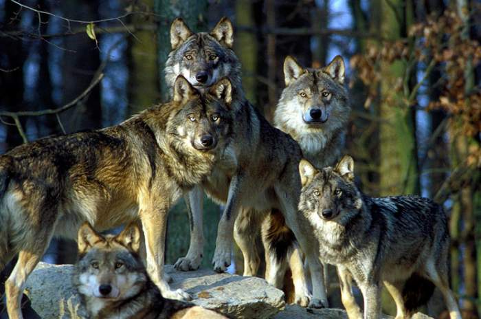 Bad Mergentheim - &copy; Fauna Wildpark GmbH