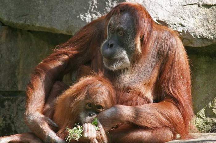 Dresden - &copy; Zoo Dresden