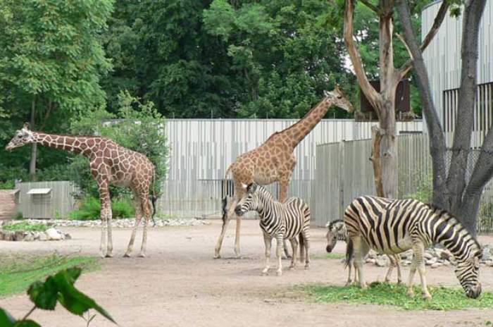 Dresden - © Zoo Dresden