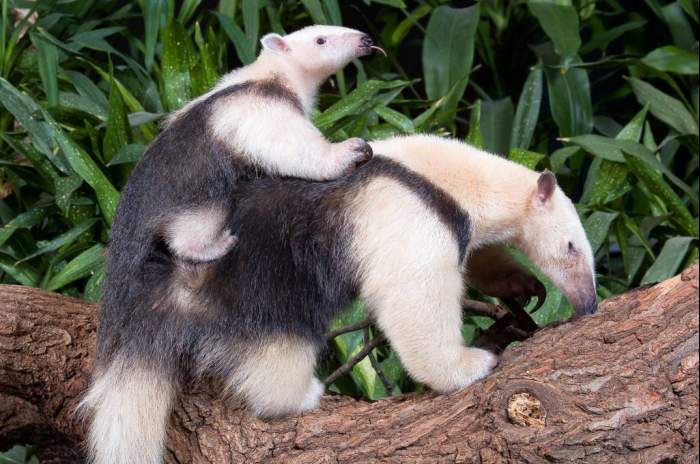 Frankfurt am Main - &copy; Südlicher Tamandua mit Jungtier, Foto: Zoo Frankfurt/Michael Leibfritz