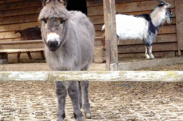 Gackenbach - © Wild- und Freizeitpark Westerwald