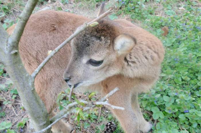 Gackenbach - © Wild- und Freizeitpark Westerwald