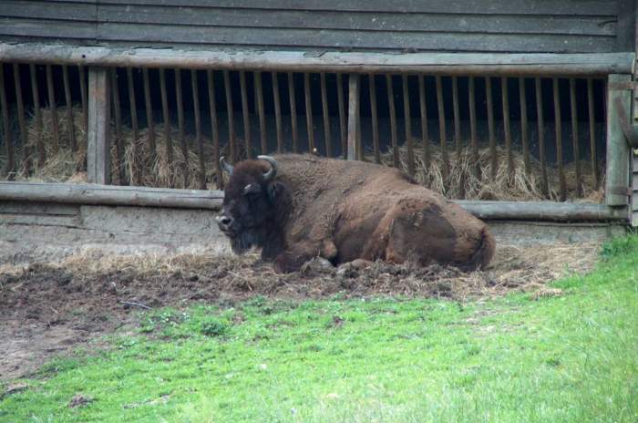 Gackenbach - © Wild- und Freizeitpark Westerwald