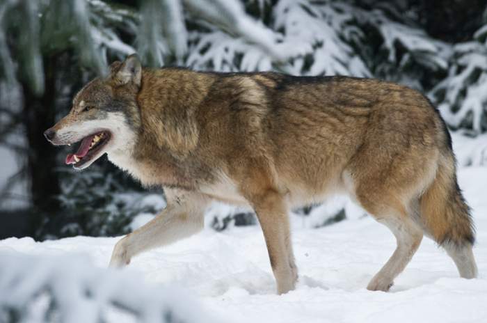 Schorfheide (Groß Schönebeck) - © Wildpark Schorfheide gGmbH