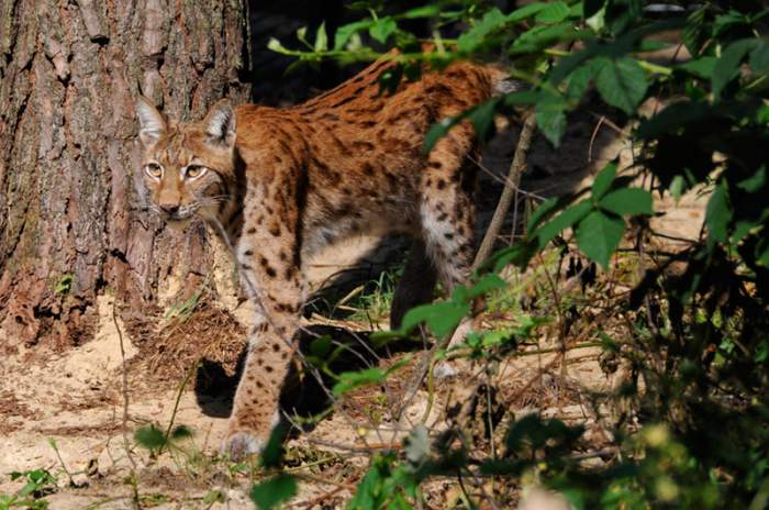 Schorfheide (Groß Schönebeck) - © Wildpark Schorfheide gGmbH