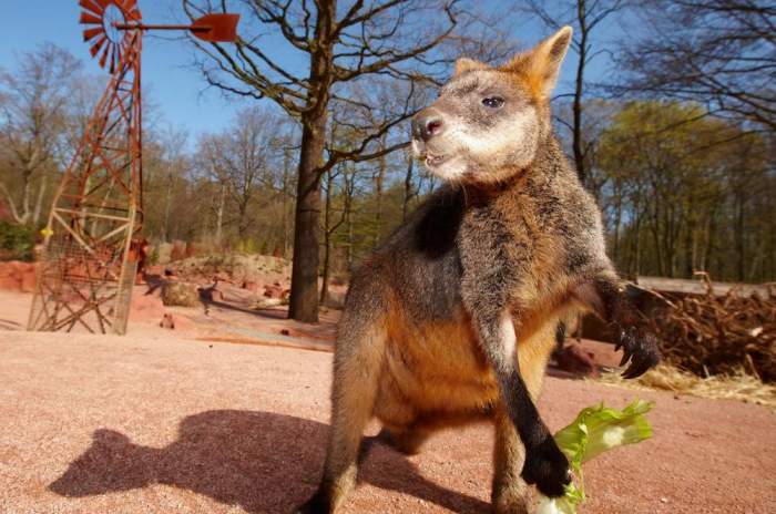 Hanover - &copy; Erlebnis-Zoo Hannover