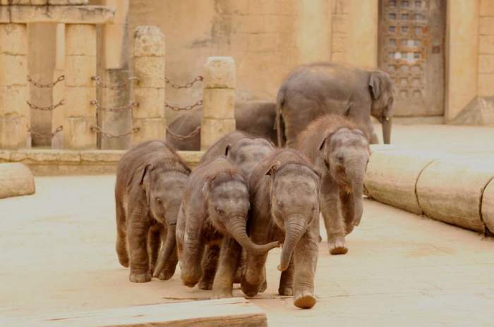 Hannover - &copy; Erlebnis-Zoo Hannover