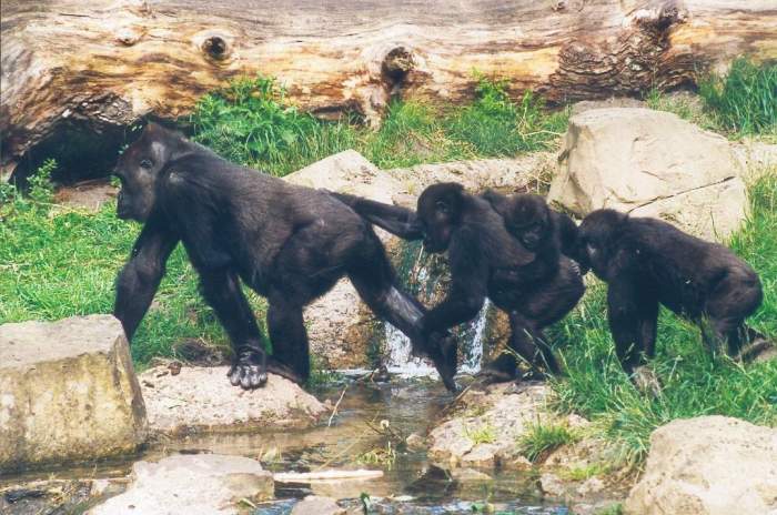 Hannover - © Erlebnis-Zoo Hannover
