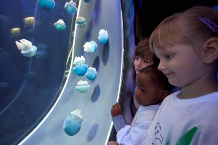 Hanover - © SeaLife-Hannover Hanover - © SeaLife-Hannover