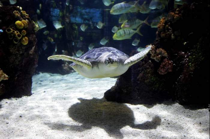 Hannover - © SeaLife-Hannover