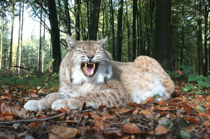Isselburg - &copy; Biotopwildpark Anholter Schweiz