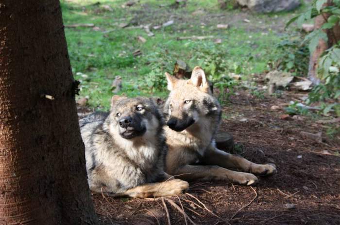 Kirchhundem - © Panorama-Park Sauerland Wildpark