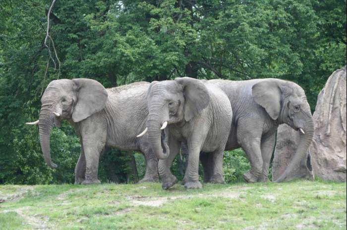 Kronberg im Taunus - © von Opel Hessische Zoostiftung