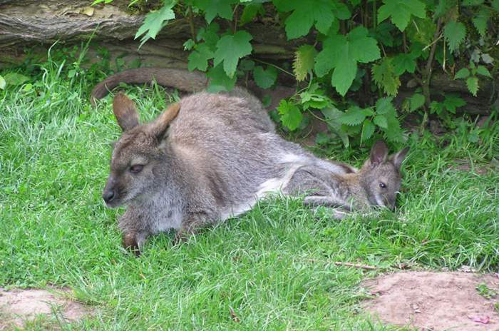 Landau in der Pfalz - © Zoo Landau in der Pfalz