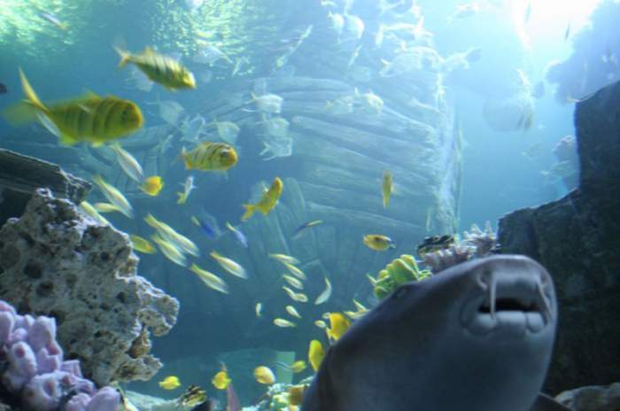 Munich - © Sea Life München