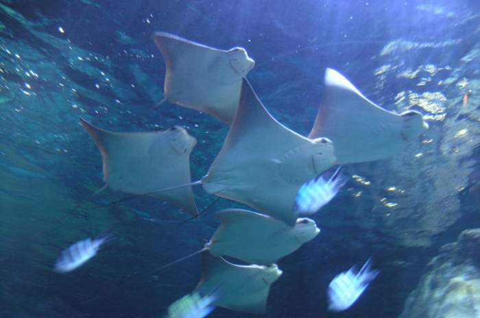 München - &copy; Sea Life München