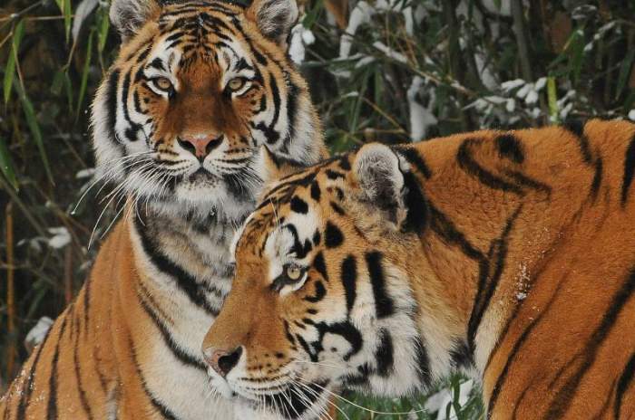 Münster - © Allwetterzoo Münster