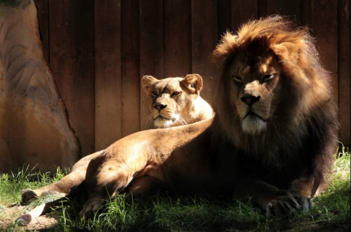 Neuwied - © Förderverein Zoo Neuwied e.V.