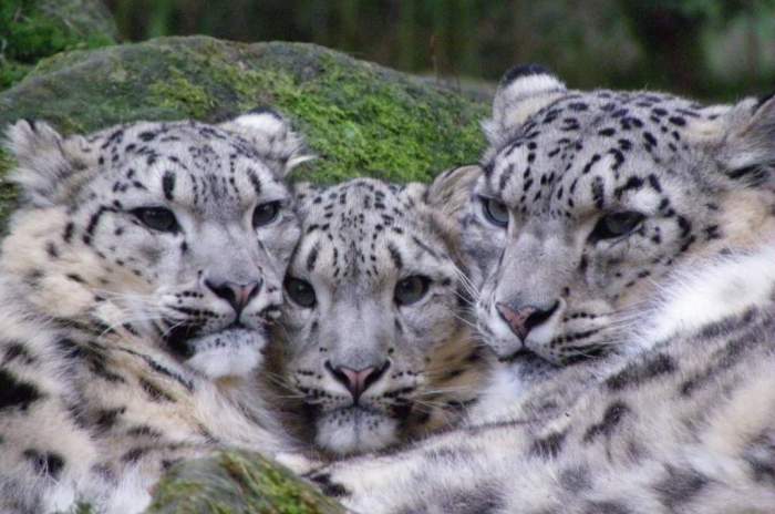 Nürnberg - © Tiergarten Nürnberg