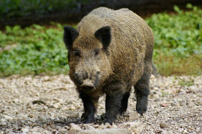 Ortenburg - &copy; Wildpark Ortenburg
