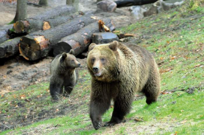 Hamburg (Rosengarten) - © Wildpark Schwarze Berge