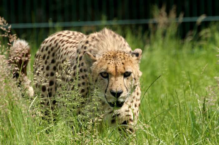 Delbrück (Schöning) - © Tierpark Nadermann