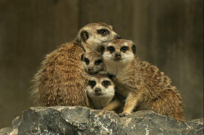 Delbrück (Schöning) - © Tierpark Nadermann