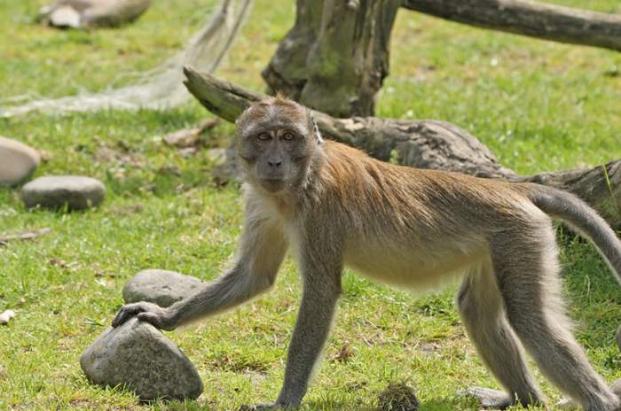 Delbrück (Schöning) - © Tierpark Nadermann Delbrück (Schöning) - © Tierpark Nadermann