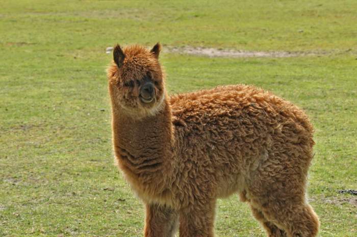 Delbrück (Schöning) - © Tierpark Nadermann Delbrück (Schöning) - © Tierpark Nadermann