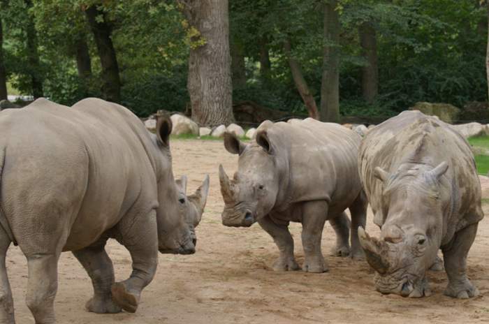 Schwerin - © Erika Hellmich / Zoo Schwerin