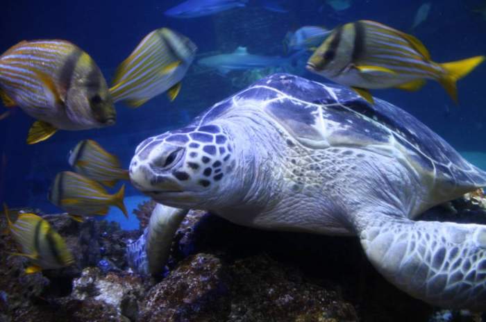 Speyer - © SEA LIFE Deutschland GmbH