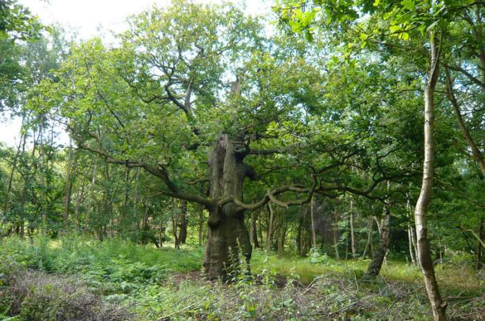Edwinstowe - © doatrip.de