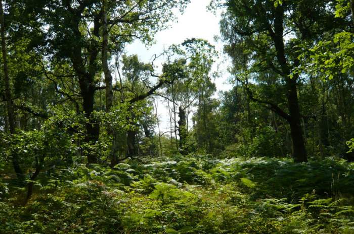 Edwinstowe - © doatrip.de