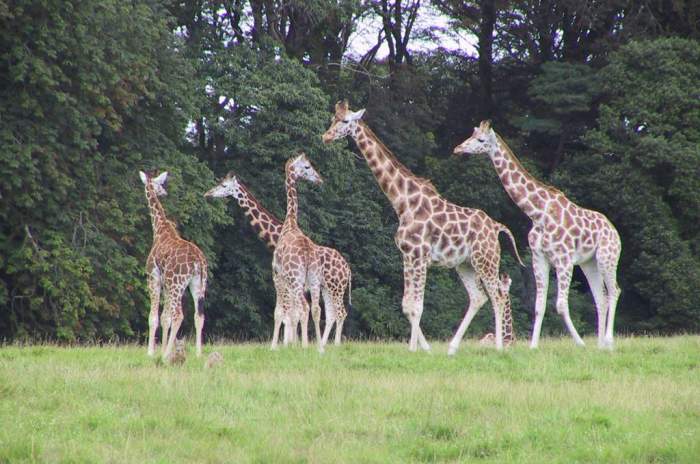 Carrigtwohill - © Fota Wildlife Park