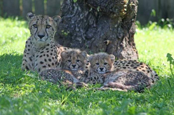 Anif - © Zoo Salzburg Gemeinnützige GmbH