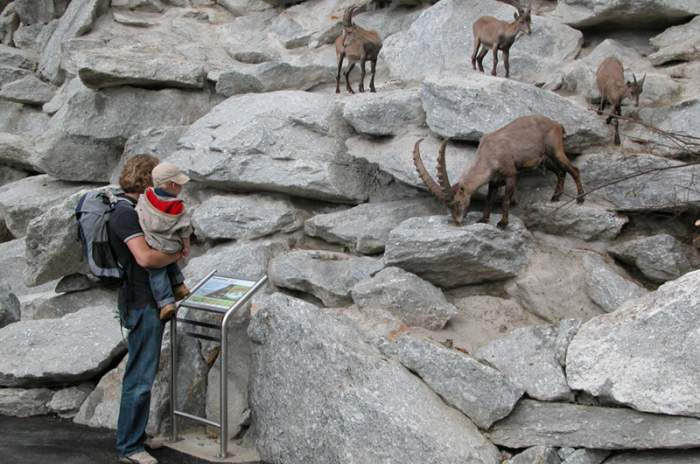 Innsbruck - © Alpenzoo