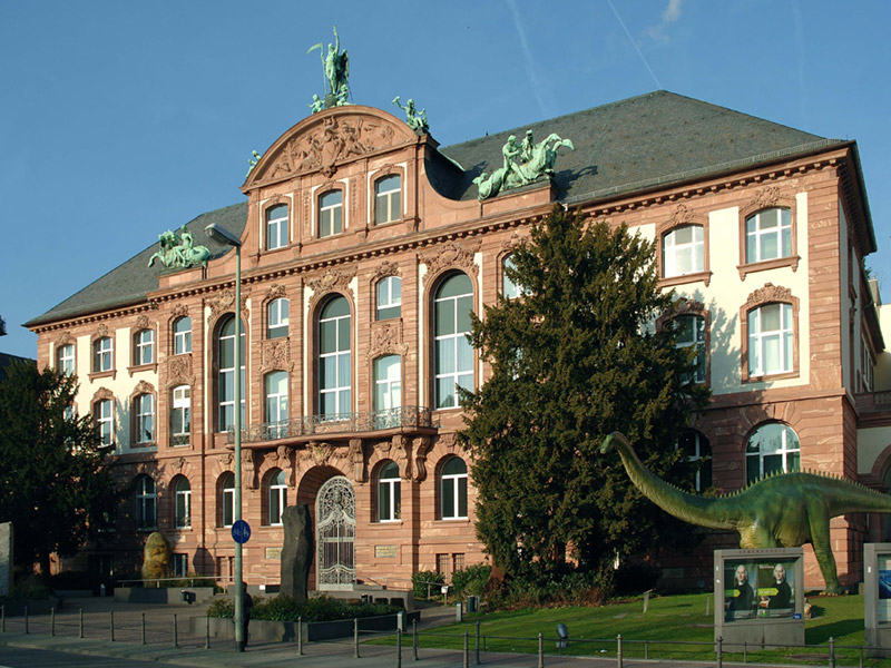 Senckenberg Museum Schlange