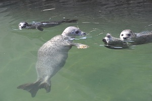 © Tierpark Dählhölzli