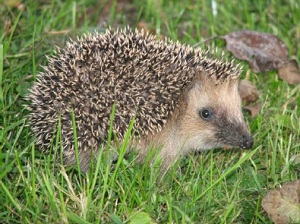 © Tierpark Dählhölzli