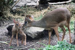 © Zoo Leipzig