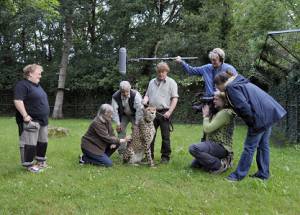 © Ein zahmes Gepardenweibchen kam zum Decken in den Jaderpark