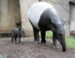 © Zoo Leipzig