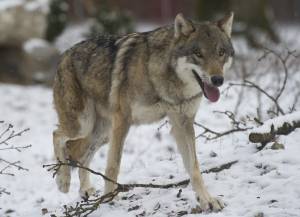 © Tierpark Dählhölzli