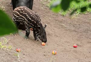 © Zoo Leipzig